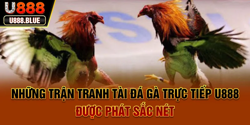 Những trận tranh tài Đá gà trực tiếp U888 được phát sắc nét Những trận tranh tài Đá gà trực tiếp U888 được phát sắc nét